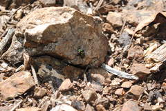 Amenia chrysame