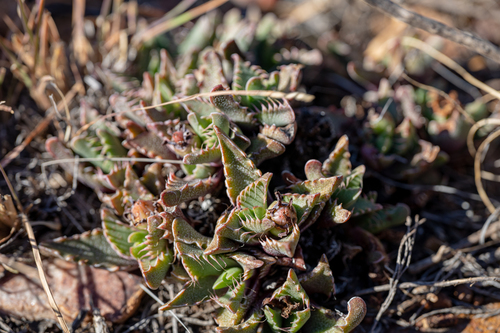 Mesembryanthemum felinum Hill ex Weston 2