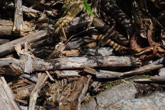 Amenia chrysame