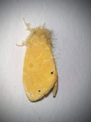 Artaxa guttata