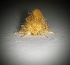 Artaxa guttata