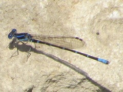 Argia sedula