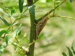 Melanoplus flavidus