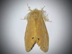 Artaxa guttata