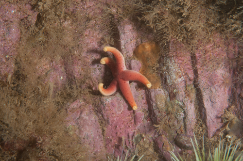 Henricia sanguinolenta image