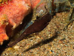 Solenostomus cyanopterus