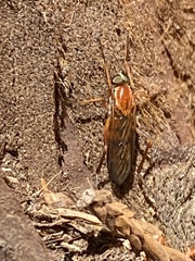 Xylophagidae