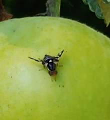 Rhagoletis pomonella