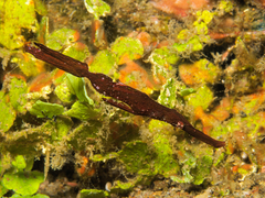 Solenostomus cyanopterus