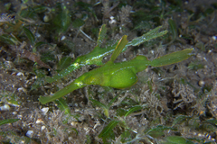 Solenostomus cyanopterus