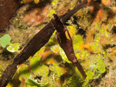 Solenostomus cyanopterus