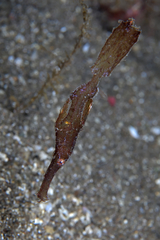 Solenostomus cyanopterus