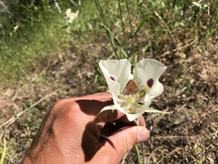 Calochortus eurycarpus