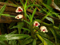Maxillaria arbuscula