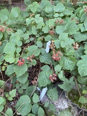 Rubus phoenicolasius