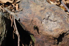 Amenia chrysame