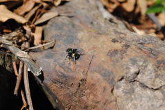 Amenia chrysame