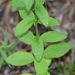 Lobelia inflata 2