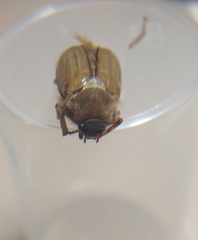 Amphimallon solstitiale