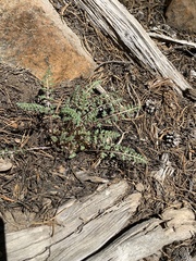 Pedicularis semibarbata