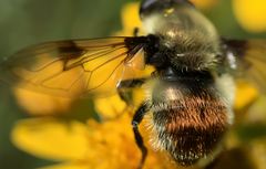 Sericomyia flagrans