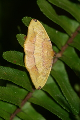 Heterolocha coccinea