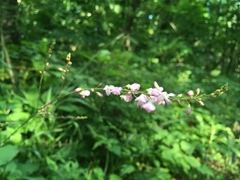 Hylodesmum glutinosum