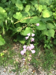 Hylodesmum glutinosum