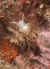 Hymedesmia canadensis