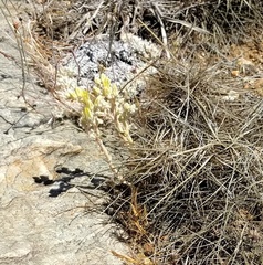 Dudleya abramsii affinis