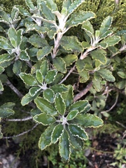 Brachyglottis monroi