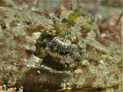 Sunagocia carbunculus