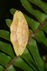 Heterolocha coccinea
