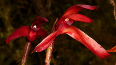 Maxillaria longipes