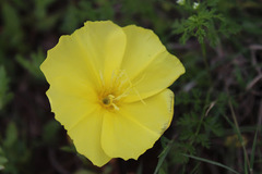 Oenothera flava