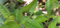 Chauliognathus tripartitus