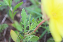 Oenothera flava