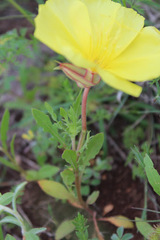Oenothera flava