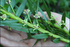Maxillaria graminifolia