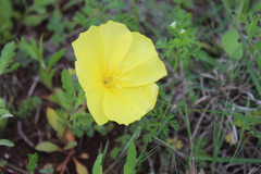 Oenothera flava