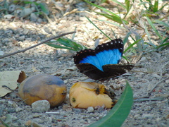 Morpho helenor guerrerensis