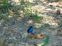 Morpho helenor guerrerensis