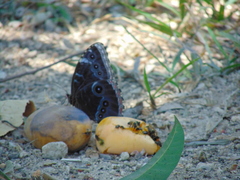 Morpho helenor guerrerensis