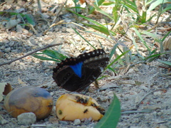 Morpho helenor guerrerensis