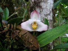 Maxillaria grandiflora
