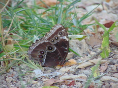 Morpho helenor guerrerensis