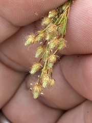 Scirpus pedicellatus