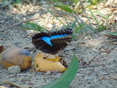 Morpho helenor guerrerensis