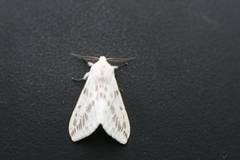 Lemyra rhodophilodes