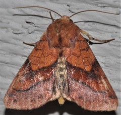 Pyrrhia exprimens